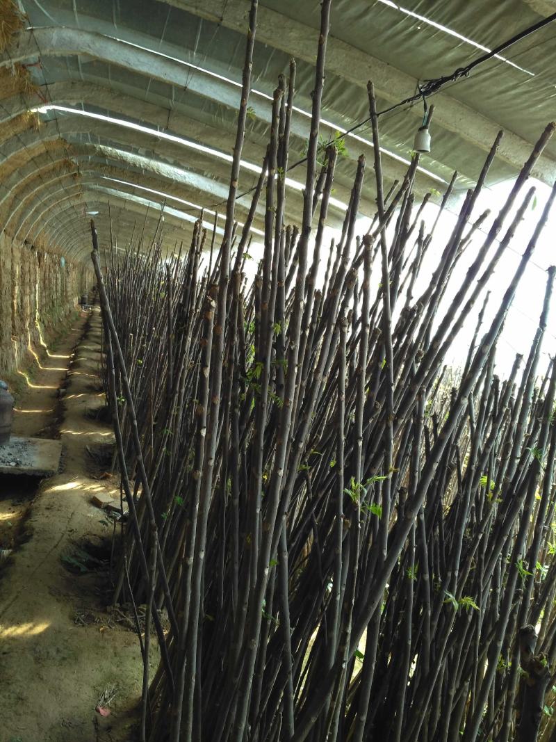 鸡冠红红油香椿大棚反季节种植开始了，树苗大量供应中