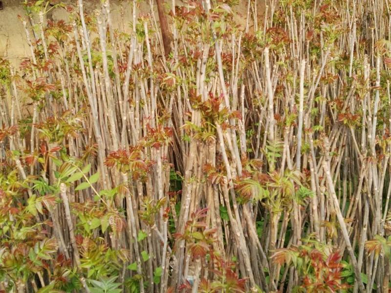 鸡冠红红油香椿大棚反季节种植开始了，树苗大量供应中