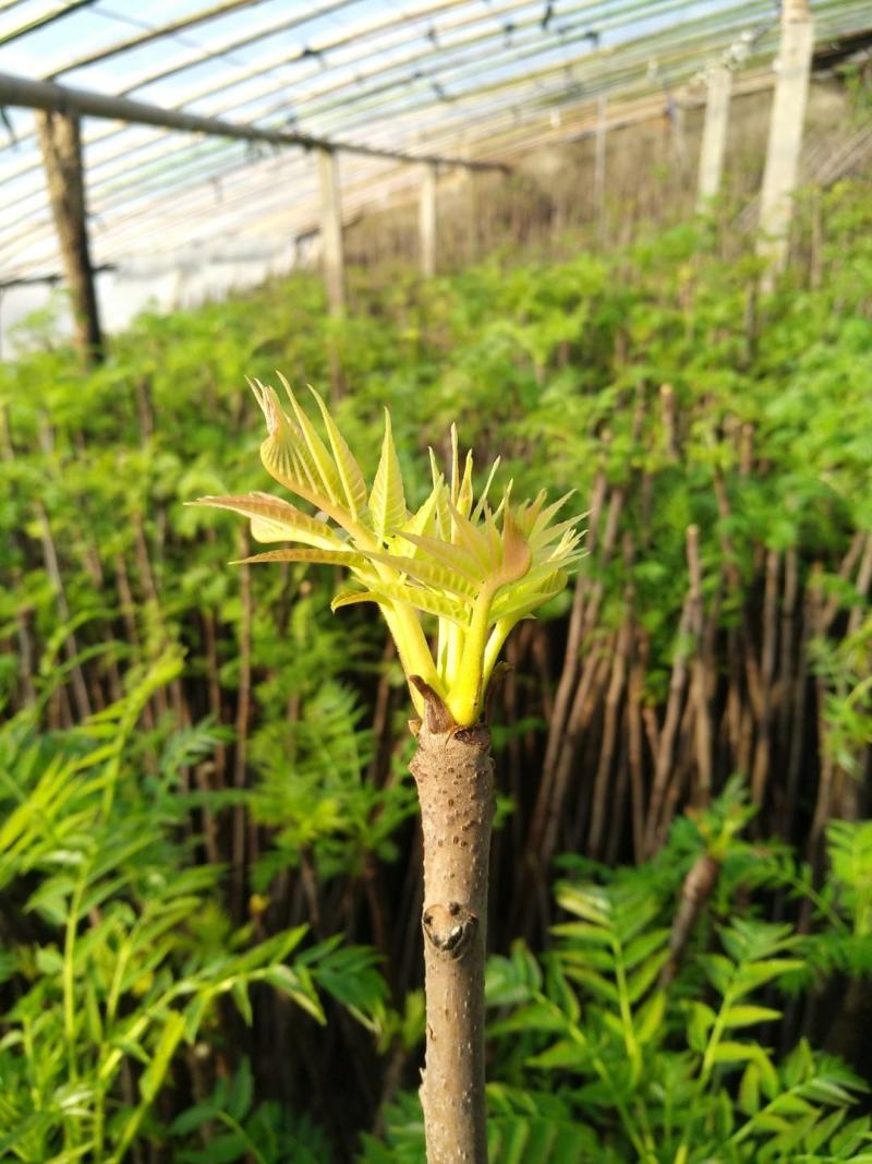鸡冠红红油香椿大棚反季节种植开始了，树苗大量供应中