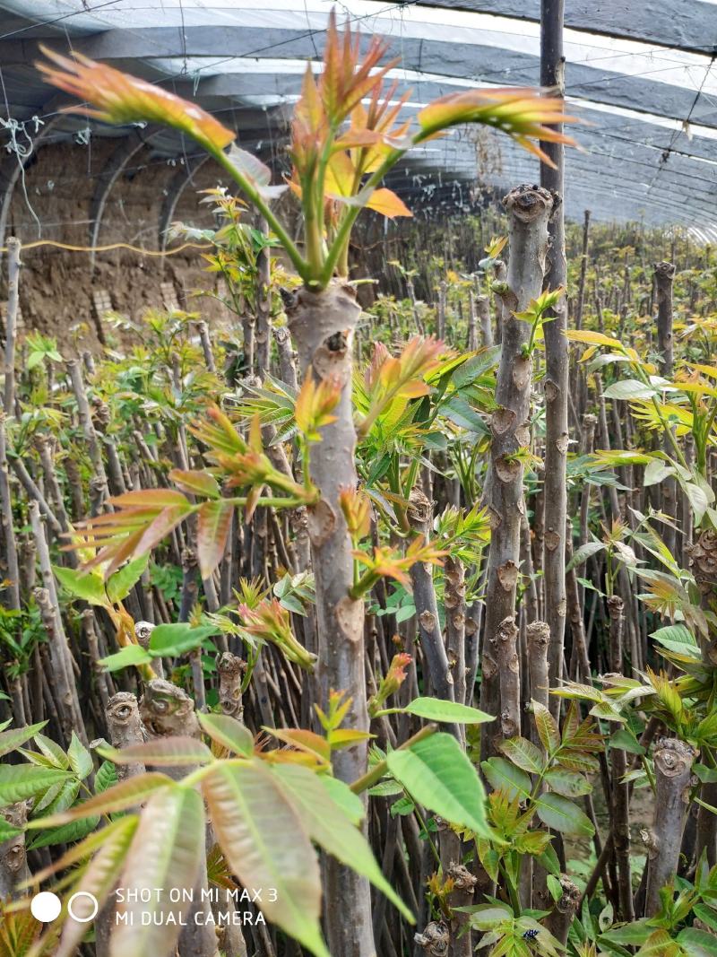 鸡冠红红油香椿大棚反季节种植开始了，树苗大量供应中