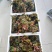 鸡冠红红油香椿大棚反季节种植开始了，树苗大量供应中