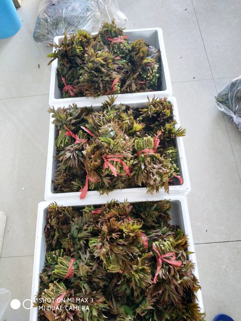 鸡冠红红油香椿大棚反季节种植开始了，树苗大量供应中