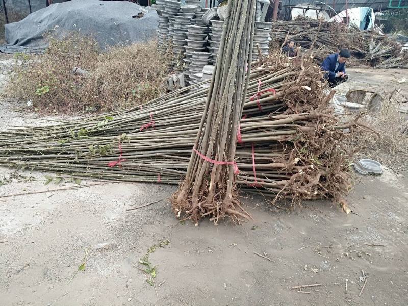 鸡冠红红油香椿大棚反季节种植开始了，树苗大量供应中