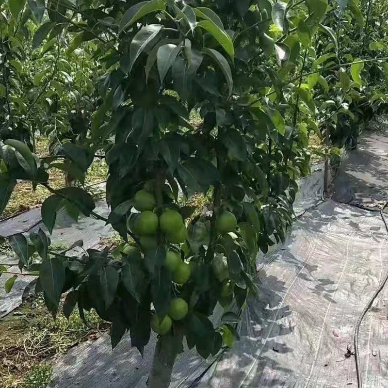 山农酥梨树苗秋月柱状梨保纯度死苗补发现挖现卖