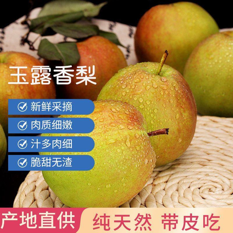 山西临猗玉露香梨大量上市，货源充足，产地直供对接市场平台