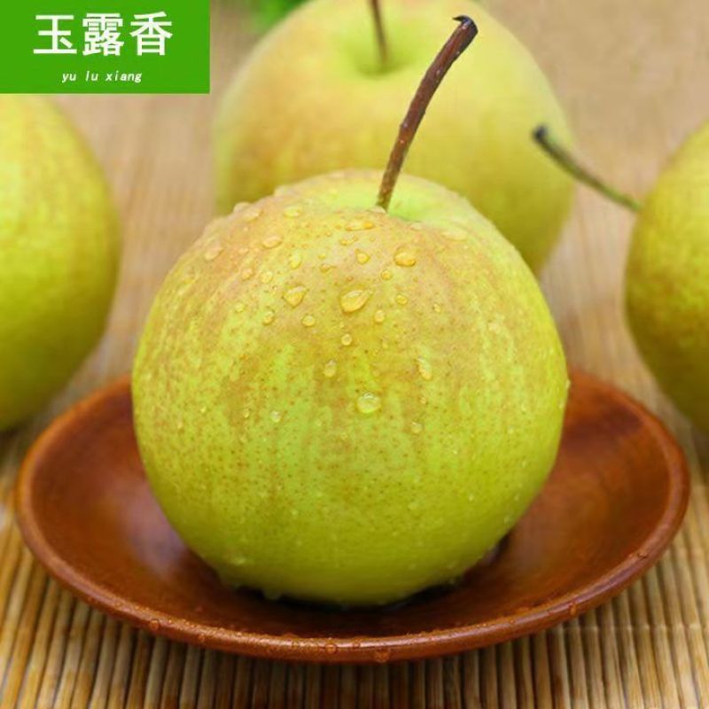 山西临猗玉露香梨大量上市，货源充足，产地直供对接市场平台