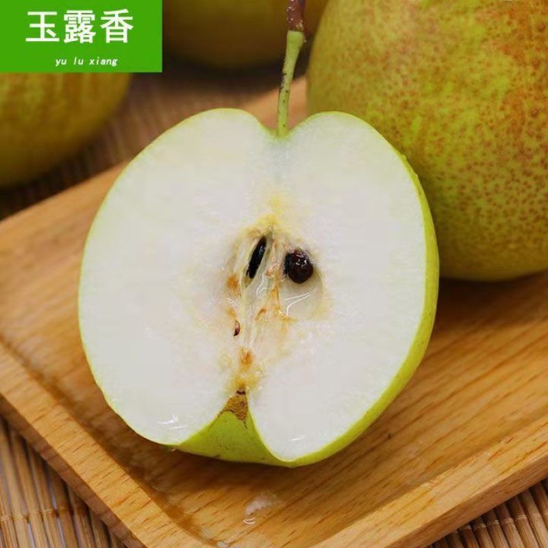 山西临猗玉露香梨大量上市，货源充足，产地直供对接市场平台