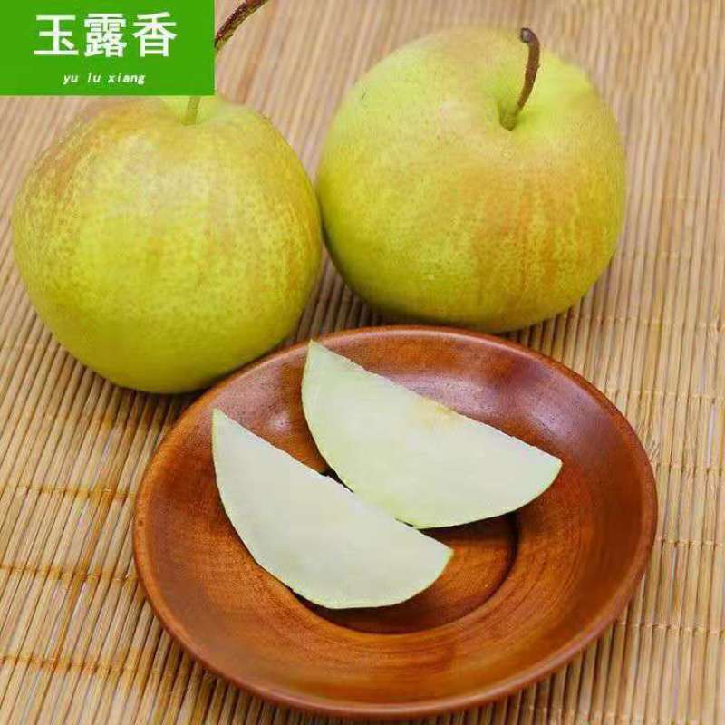 山西临猗玉露香梨大量上市，货源充足，产地直供对接市场平台