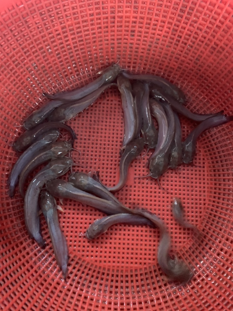 塘角鱼苗，三黄塘角鱼，规格齐全，品质优良养殖周期短。