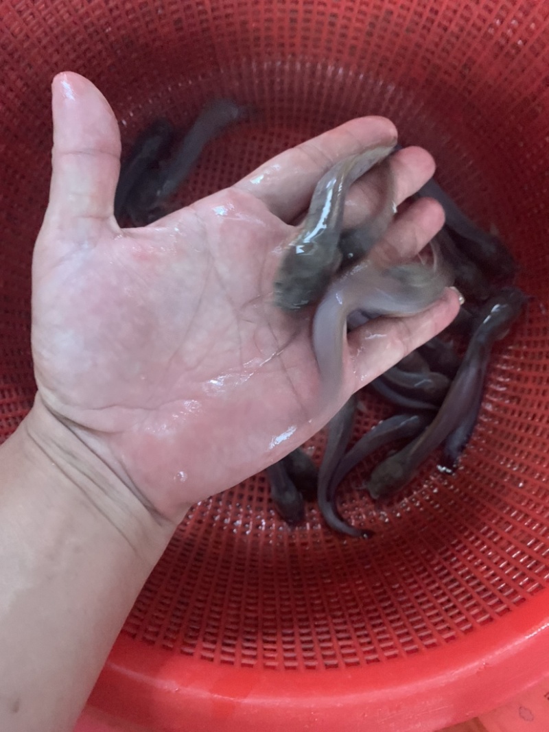 塘角鱼苗，三黄塘角鱼，规格齐全，品质优良养殖周期短。
