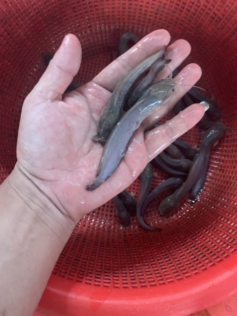 塘角鱼苗，三黄塘角鱼，规格齐全，品质优良养殖周期短。