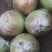 玉露香科学种植基地