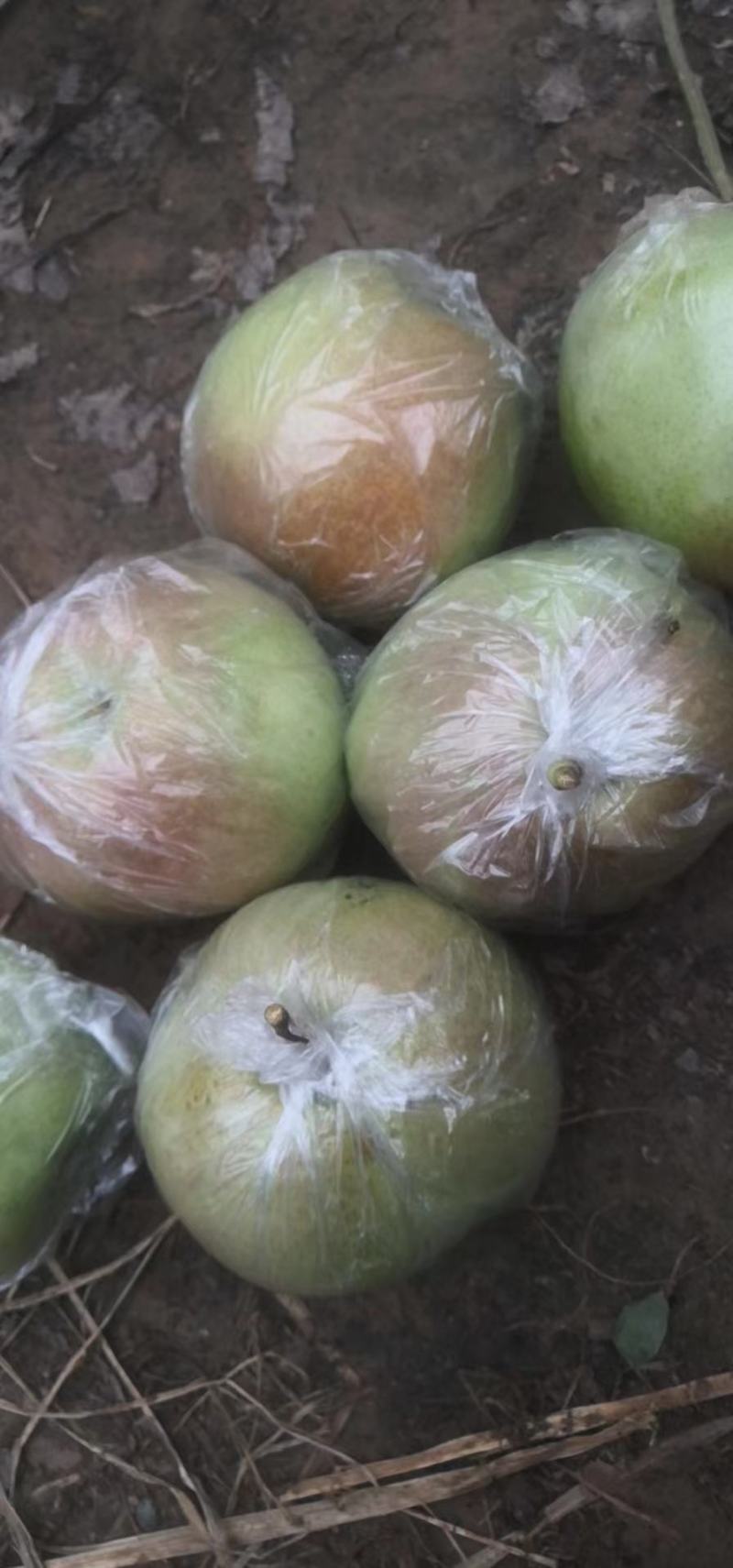 玉露香科学种植基地