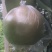 玉露香科学种植基地