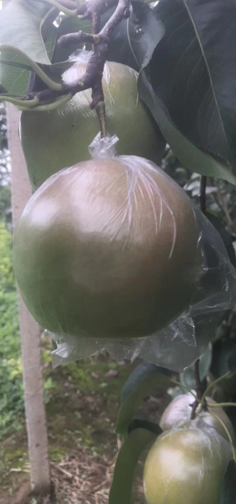 玉露香科学种植基地