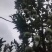 王林苹果大量上市，糖分高，脆甜可口，耐运输，耐儲藏，