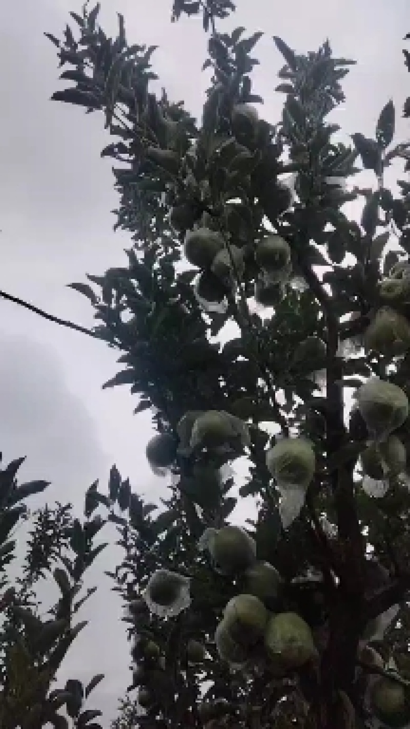 王林苹果大量上市，糖分高，脆甜可口，耐运输，耐儲藏，