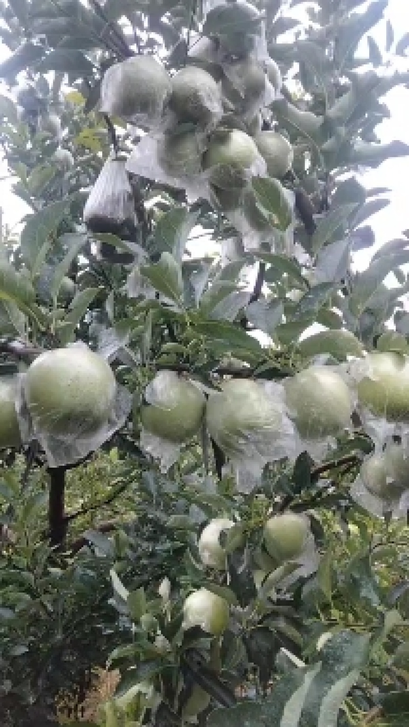 王林苹果大量上市，糖分高，脆甜可口，耐运输，耐儲藏，