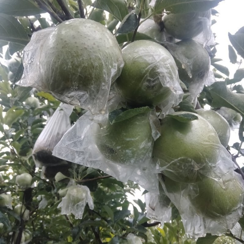 王林苹果大量上市，糖分高，脆甜可口，耐运输，耐儲藏，