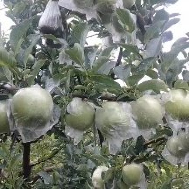 王林苹果大量上市，糖分高，脆甜可口，耐运输，耐儲藏，