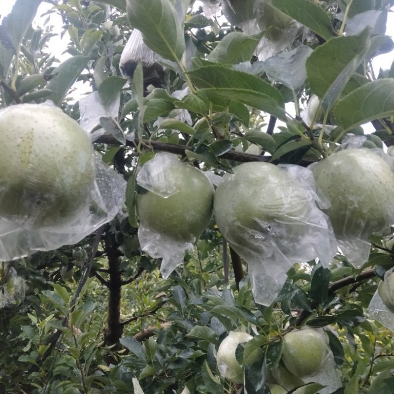 王林苹果大量上市，糖分高，脆甜可口，耐运输，耐儲藏，