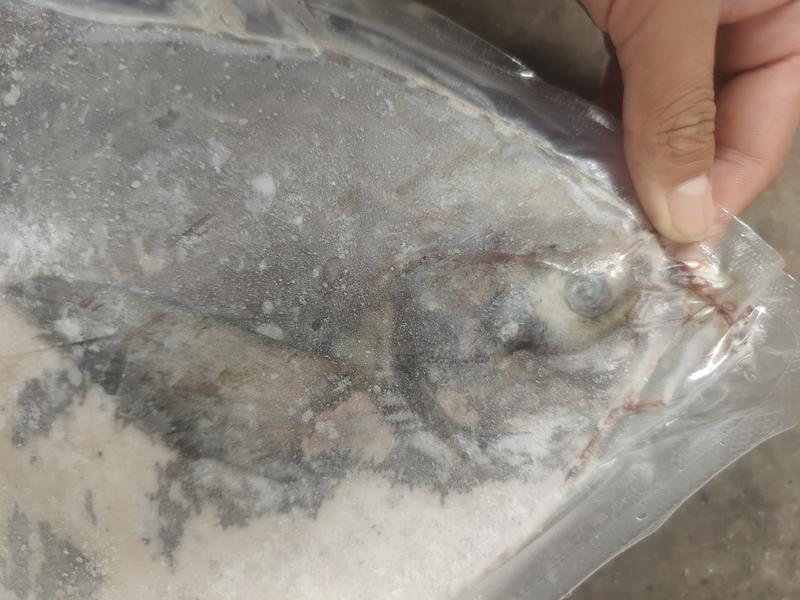 银鲳鱼单冻3斤-4斤大银鲳鱼，单冻的大白鲳鱼