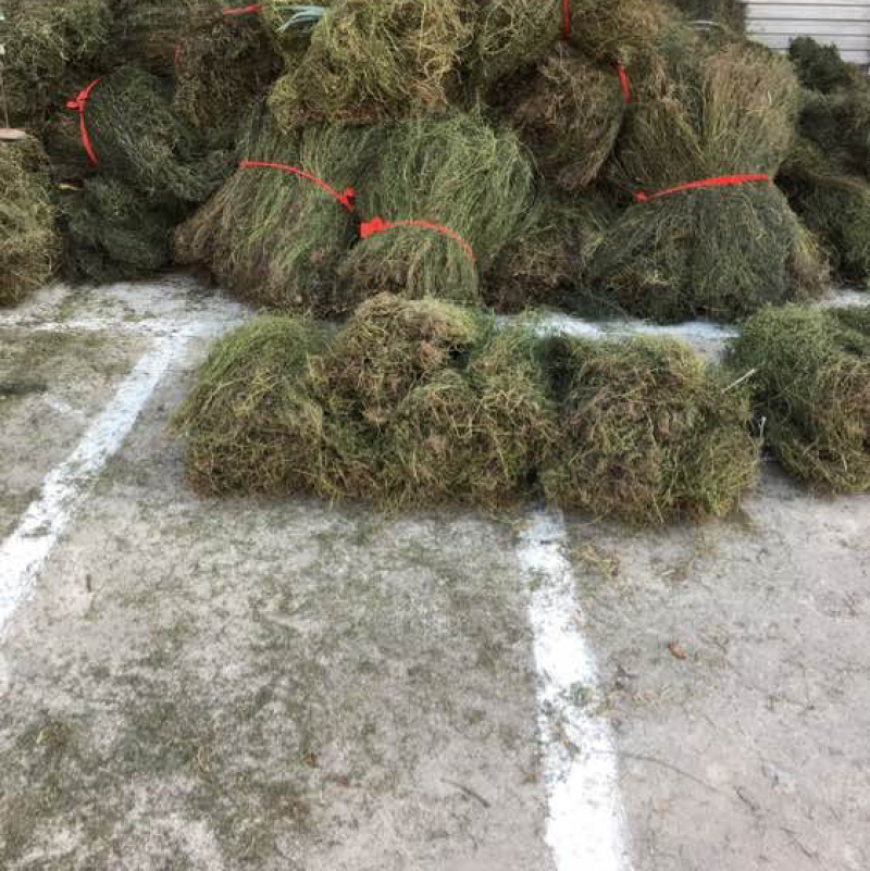 白花蛇舌草.产地直发一手货源.品质保证
