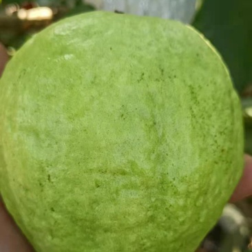 番石榴（脆甜可口的岭南水果）