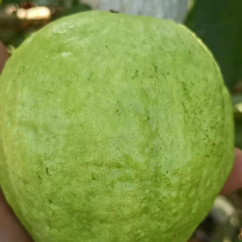 番石榴（脆甜可口的岭南水果）