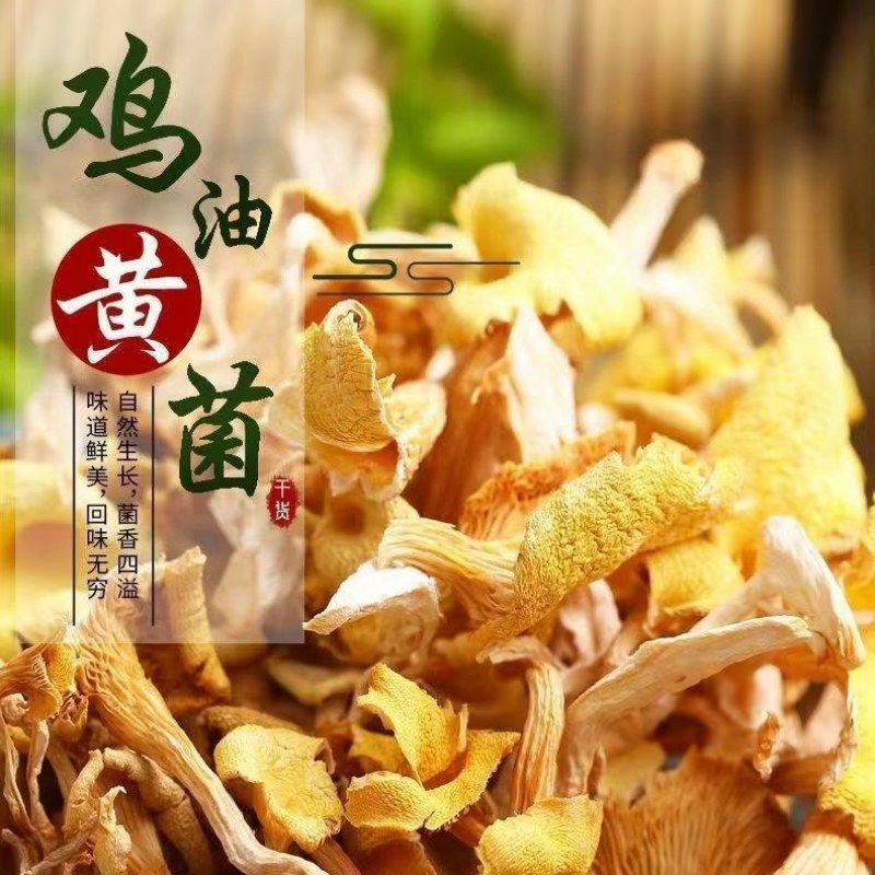 鸡油菌干贷榆黄蘑菇无熏硫精选特产莫金菇菌包食用菌批发！