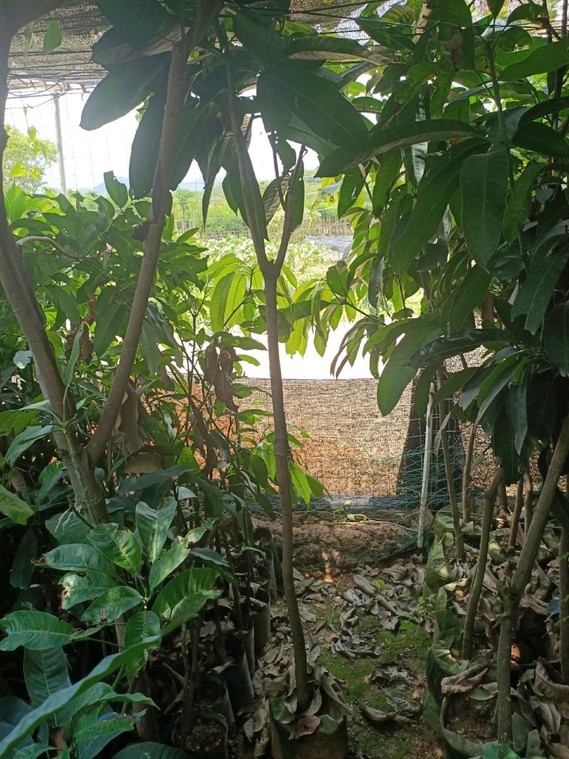 石硖龙眼苗，美植袋容器苗