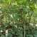 石硖龙眼苗，美植袋容器苗