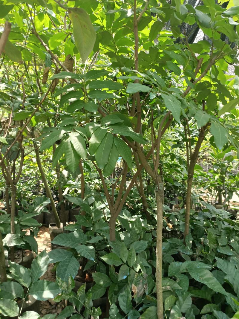 石硖龙眼苗，美植袋容器苗