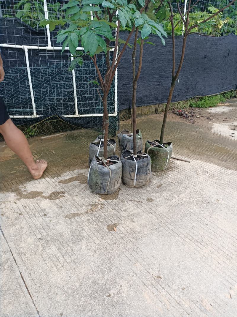 石硖龙眼苗，美植袋容器苗