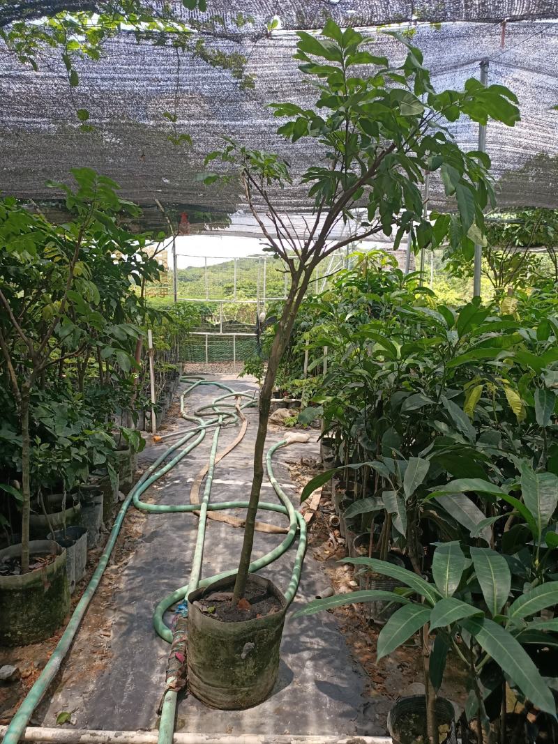 石硖龙眼苗，美植袋容器苗