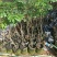 石硖龙眼苗，美植袋容器苗