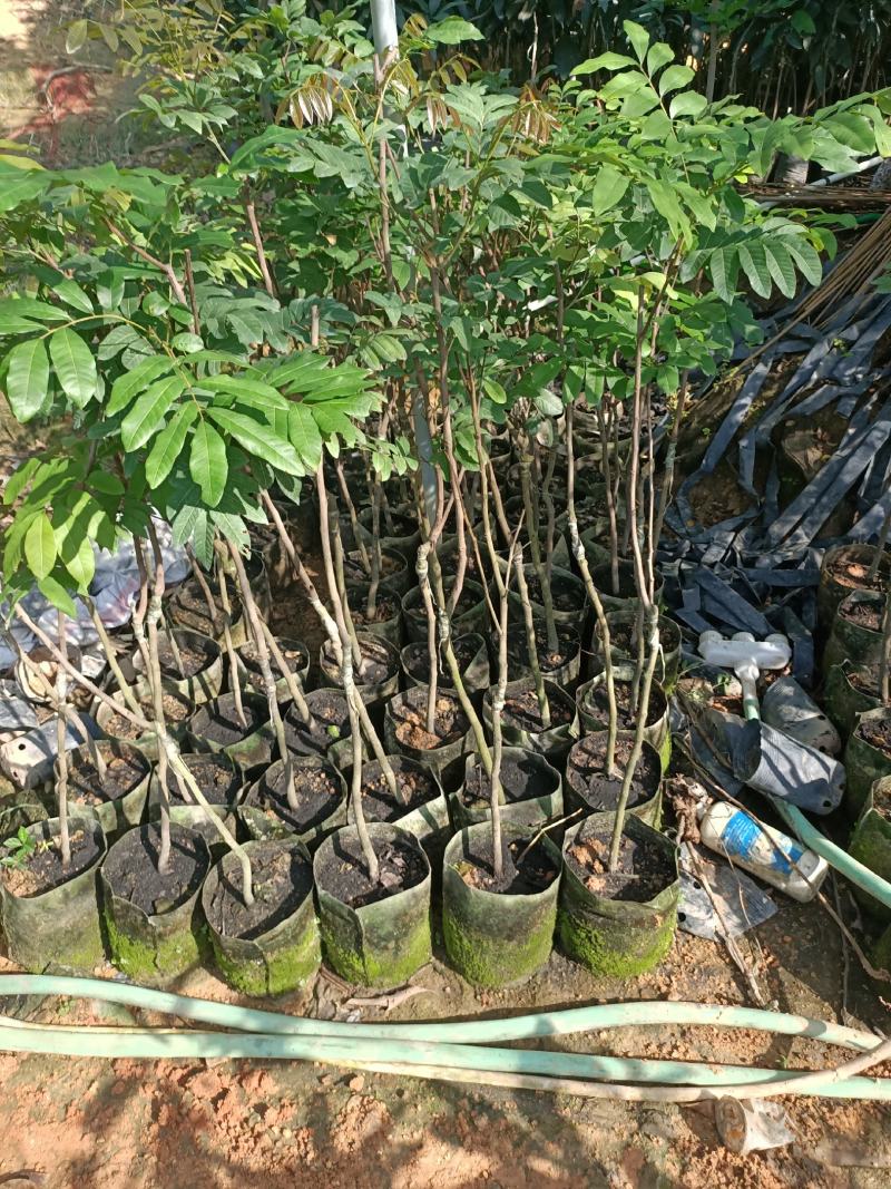 石硖龙眼苗，美植袋容器苗