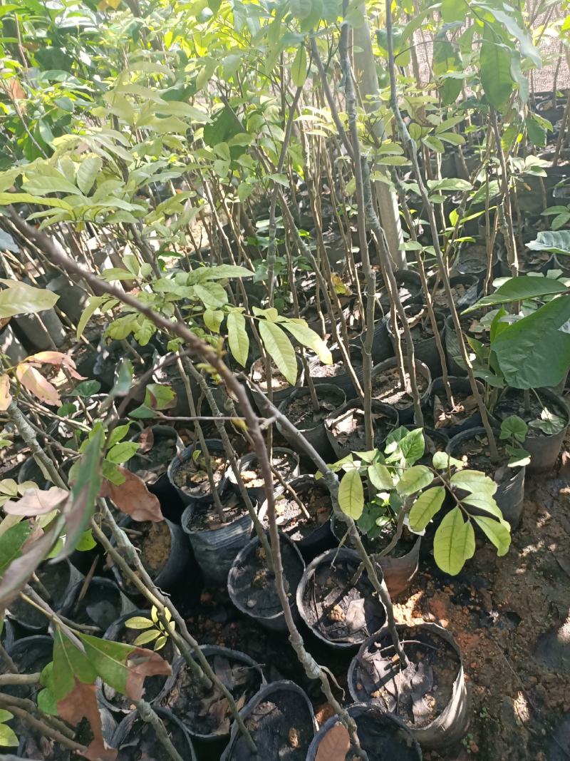 石硖龙眼苗，美植袋容器苗
