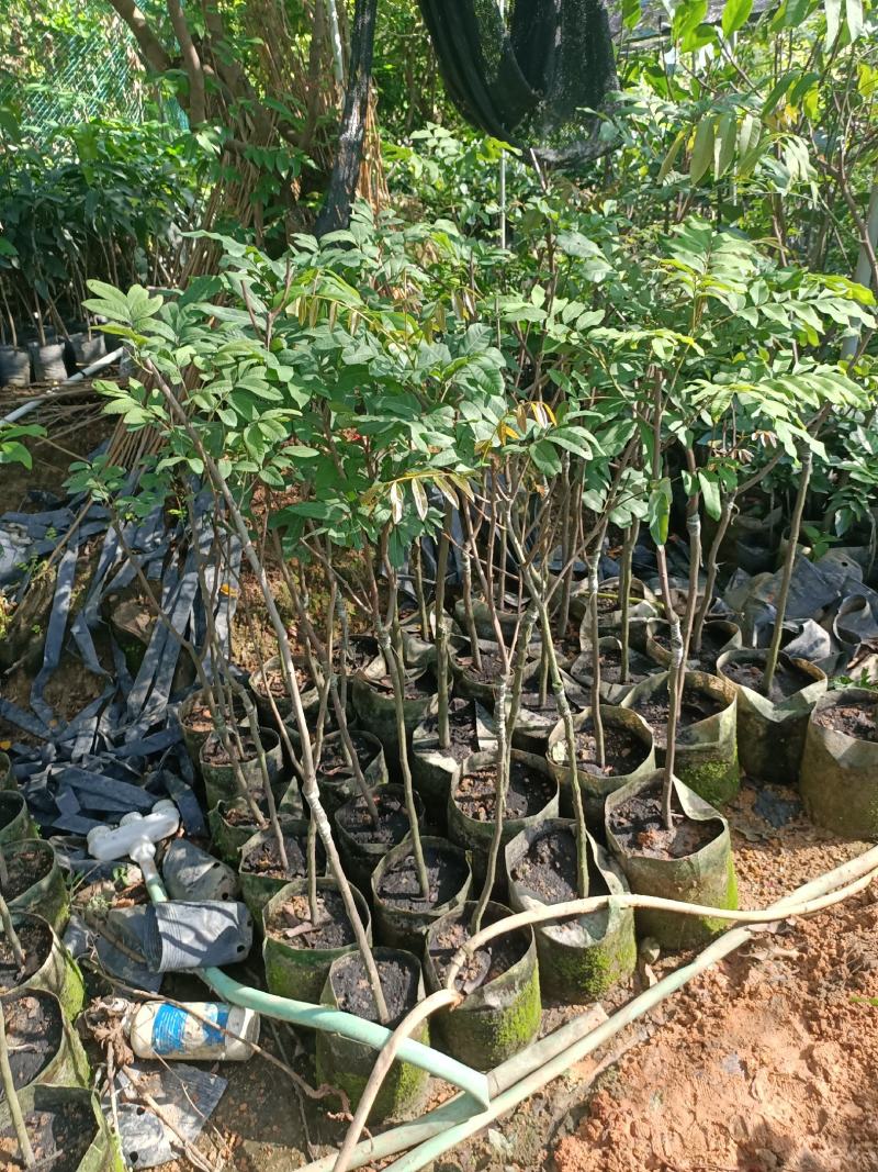 石硖龙眼苗，美植袋容器苗