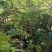 石硖龙眼苗，美植袋容器苗