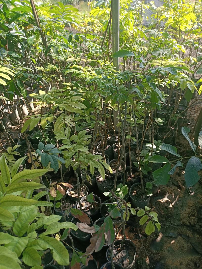 石硖龙眼苗，美植袋容器苗