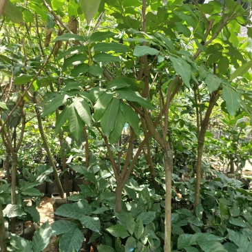 石硖龙眼苗，美植袋容器苗