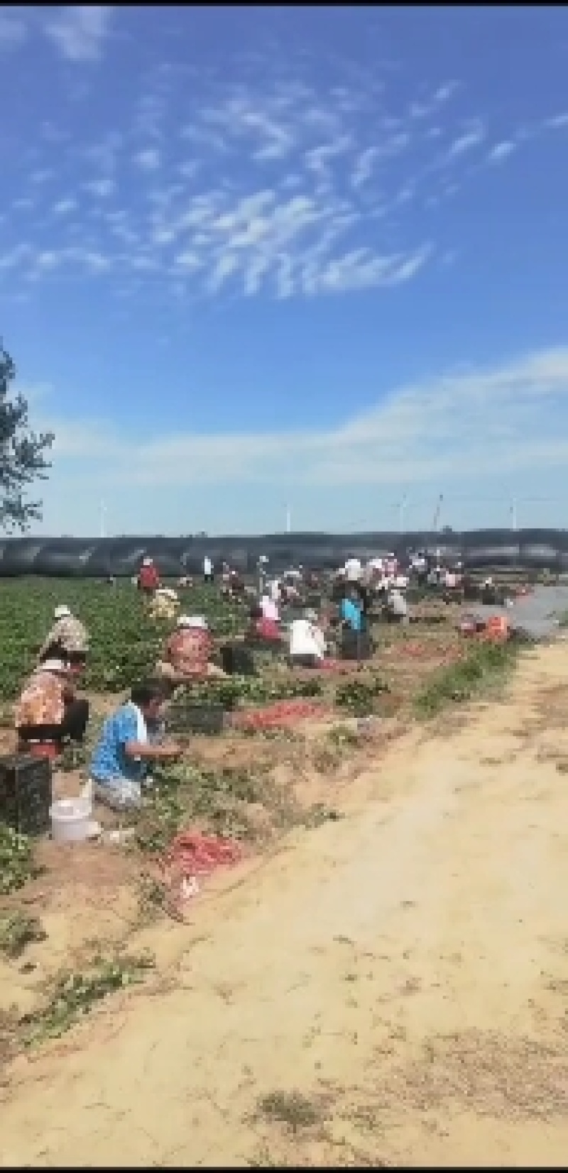 红颜，妙七，章姬，天使八号，香野