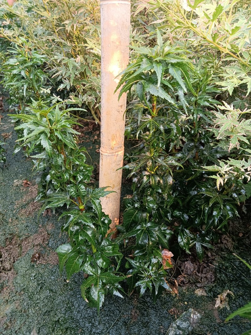 狮子头红狮子头日本名贵枫树品种狮子头小苗