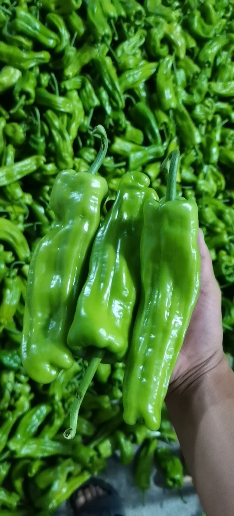 《上新》高山新鲜芜湖椒，大青椒个头大品质好，量大