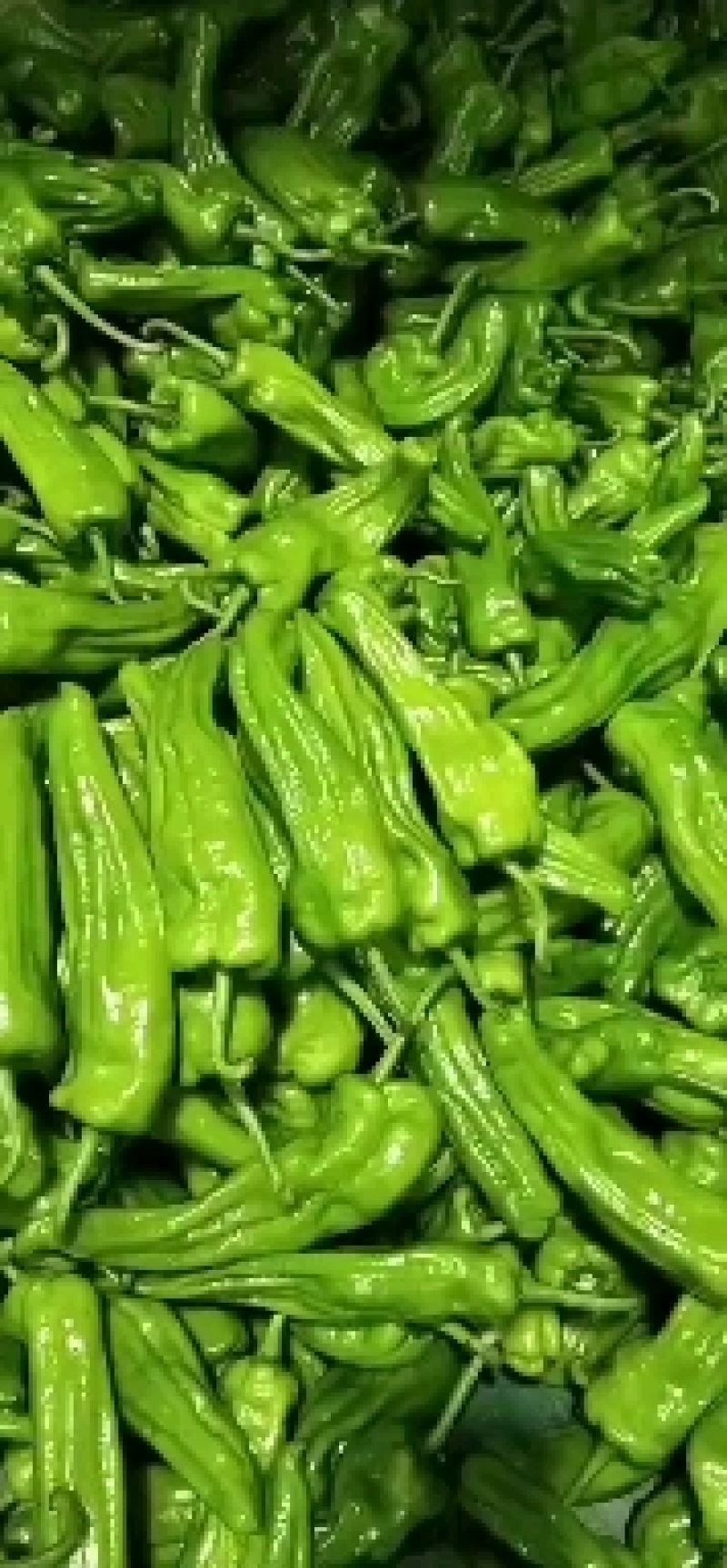 《上新》高山新鲜芜湖椒，大青椒个头大品质好，量大