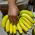 （精选）香蕉大量供应，一箱18斤，3把金黄蕉，质量有保证
