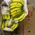 （精选）香蕉大量供应，一箱18斤，3把金黄蕉，质量有保证