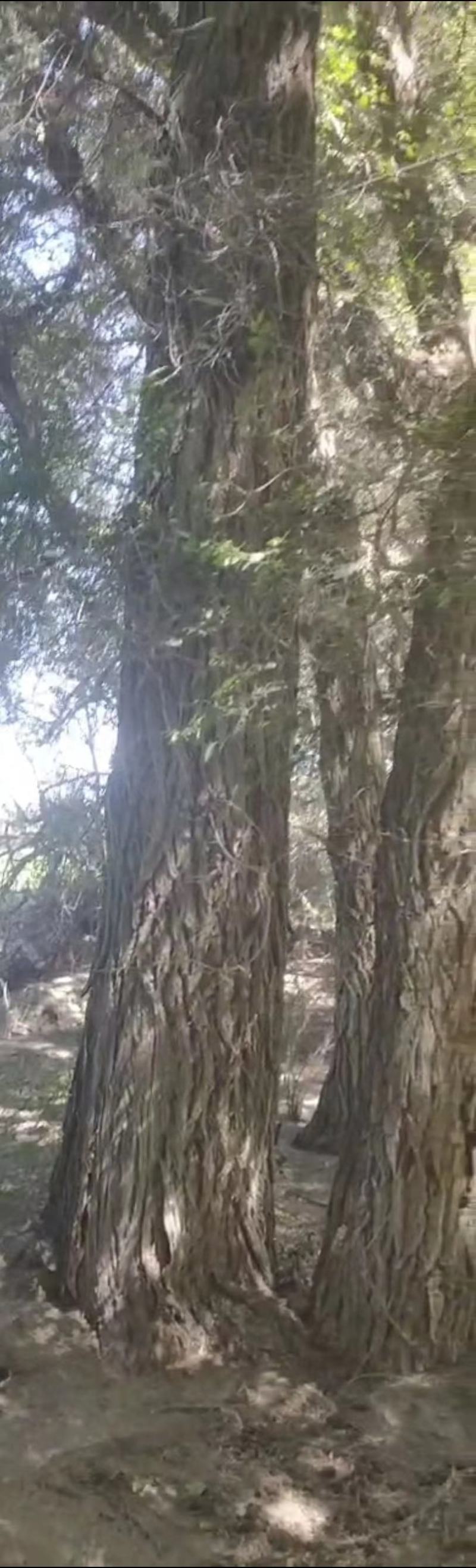 榆树