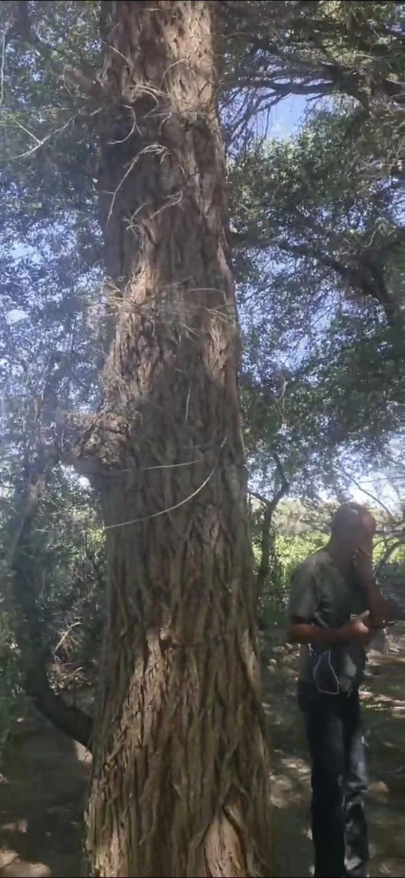 榆树